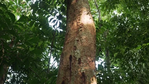 Tilt up video of the tropical tree trunk. Thailand. Stock Footage 332688463