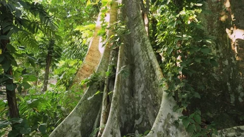 Tilt up video of the tropical tree trunk. Thailand. Stock Footage 332760425