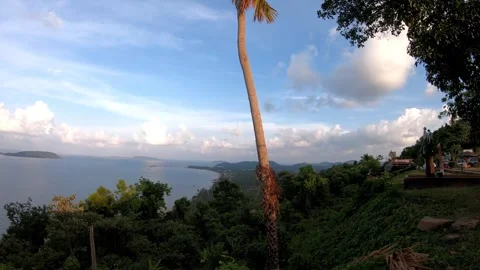 Tilt up video view of coconut palm tree trunk revealing. Video stock 328819357