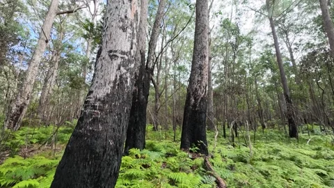 Tilt Up View of Burnt Eucalyptus Trees and Fern Regrowth Stock Footage 345219806