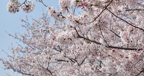 Tilt-UP view of cherry blossoms in full bloom Stock Footage 146760230