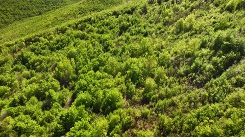 Tilt up view of the dense forest in the Carpathian Mountains. Stock Footage 272955879