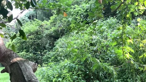 Tilt up view of green foliage in forest Stock Footage 219521610
