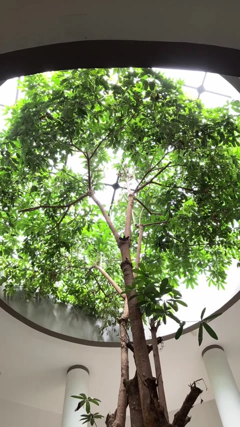 Tilt Up View Of A Large Tree Inside A Modern Building Atrium With A Circular Stock Footage 346236459