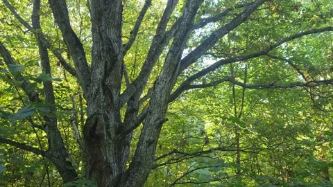 Tilt-up view of a large tree trunk and canopy in Sweden Stock Footage 347215974