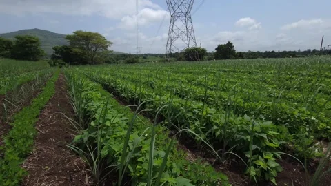 Tilt Up View from Lush Intersubject Farming Crop Rows Reveal a Massive Steel Gri 스톡 동영상 342788457
