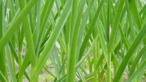 Tilt view moving up green fresh juicy stems and leaves of garlic grow in soil on Stock Footage 233776172