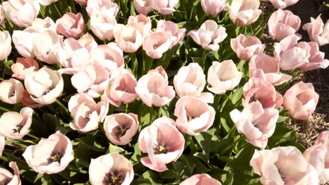 Tilt view pink tulips in a field in the Bollenstreek in the Netherlands Stock Footage 106958155