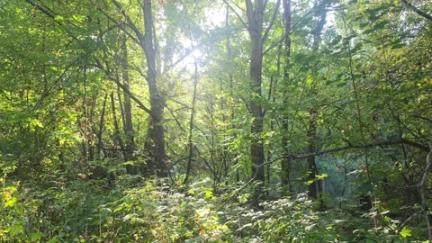 Tilt-up view of sunlit forest trees and canopy in Sweden Stock Footage 347215665