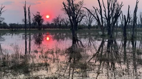Tilt up view of Sunset in the Okavango Delta. Botswana. Vidéo 333352714
