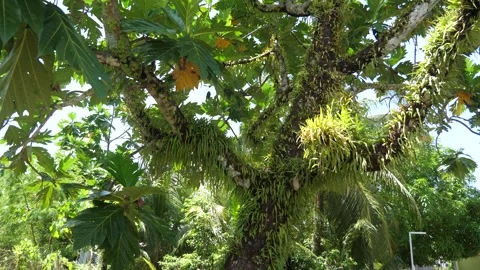 Tilt-up view of tall breadfruit tree Stock-Footage 327590213