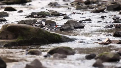 Tilt Up View Toward Small Flowing River 스톡 동영상 315225364