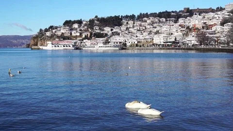 Tilt up view of two swans floating in lake against old town of Ohrid, Macedonia Stock Footage 84826345