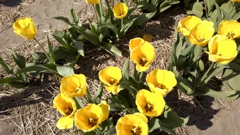 Tilt view yellow and red tulips in a field in the Bollenstreek Stock Footage 106958631