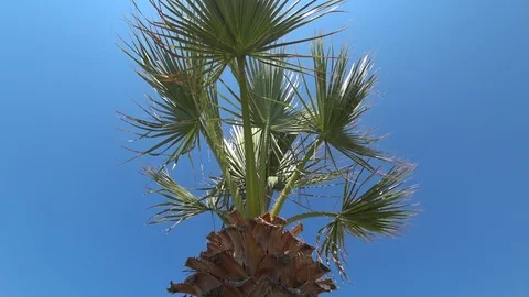 Tilt up viewing a trimmed palm tree Stock Footage 116394080