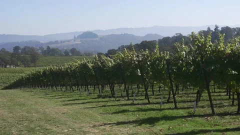Tilt up of vineyard in afternoon Stock Footage 160807777
