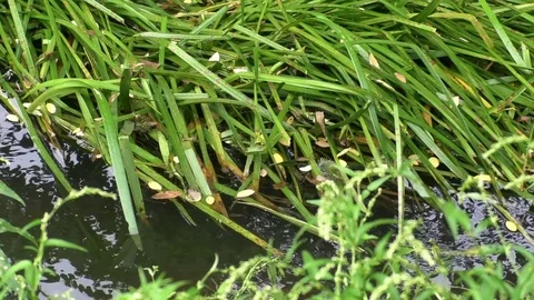 Tilt: Water grass in a small, quiet stream, foliage floating on the surface Stock Footage 79596948