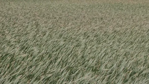 Tilt Up Windmill Across Field Stock Footage 85571829