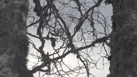 Tilt of winter branches in a tree Stock-Footage 86092575