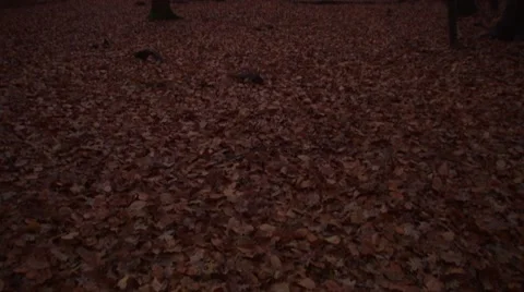 Tilt in the woods Stock-Footage 44439718