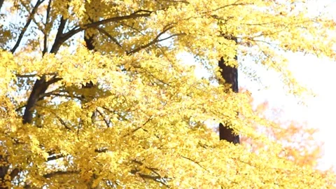 Tilt up of Yellow Fall Leaves Stock Footage 236812032