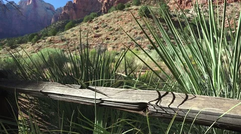 Tilt up ,Zion National park, landscape Stock Footage