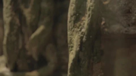 Tiltdown to coiled pumpkin snake Stock Footage 24388101