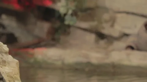 Tiltdown to gator underwater, wide Stock Footage 24389068