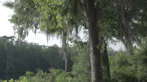 Tiltdown to lake trees with moss Stock Footage 24389355