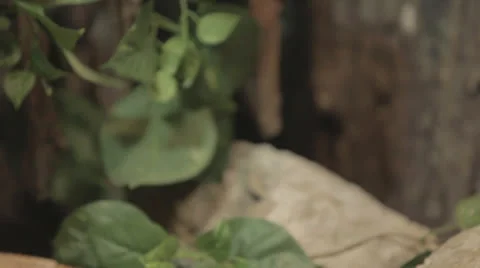 Tiltdown to lounging diamondback 2 -st Stock Footage 24389533