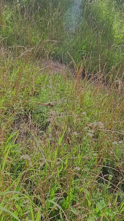 Tilted camera view of tall wild grass in sunlight Stock Footage 318480495