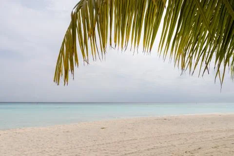 Tilted coconut palm leaf isolated on beautiful ocean backround Stock Photos