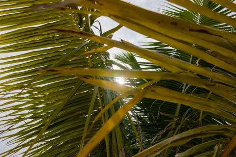 Tilted coconut palm leaf isolated on sky background Foto stock