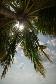Tilted coconut palm tree isolated on sky background Stock Photos