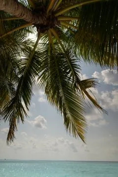 Tilted coconut palm tree isolated on sky and ocean background 库存照片