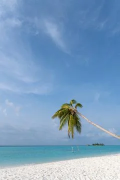 Tilted coconut palm tree isolated on beautiful ocean backround Stock Photos
