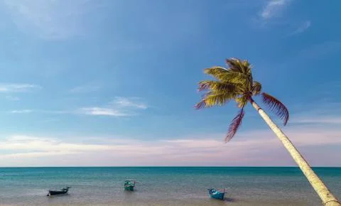Tilted Coconut palm trees perspective view blue sky Foto stock