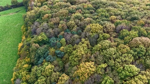 Tilted drone fly over the variable colors of Concise Forest canopies in autumn Stock Footage 321212757