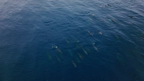 Tilted Drone Orbit of Dolphin Pod in Deep Tropical Sea Video stock 312195223