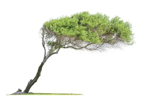 Tilted  eucalyptus tree Photos