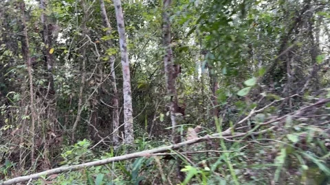 Tilted Forest Wall and Dense Vegetation Video Stock Footage 329011647