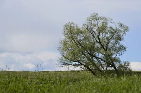 Tilted huge tree Stock Photos