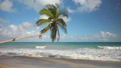 Tilted palm tree over the shore of tropical beach without people. Big waves of Stock Footage 228741512