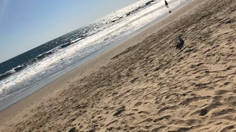 Tilted Pan across Pacific Ocean to Santa Monica beach, Seagull flying off sand Stock Footage 96405403