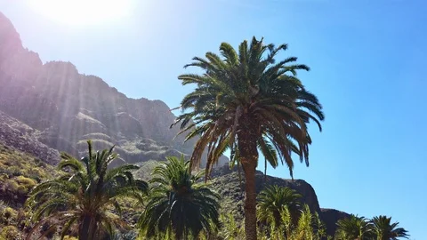 Tilted Panoramic Shot of Palm Trees in the Valley with the Suns Rays Shining Video stock 111835069