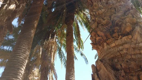 Tilted Shot from the Ground Revealing a Model Standing by the Tree Trunk Stock Footage 111835642