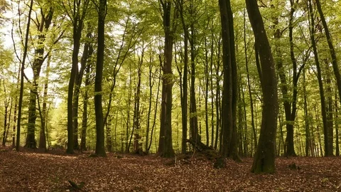 Tilted Shot of Tall Forest Trees with Dry Leaves and Twigs on Ground Video stock 115447655