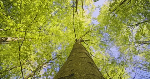 Tilted Shot of Tree Trunk with its Tree Branches Against Blue Sunny Sky Video stock 134082666