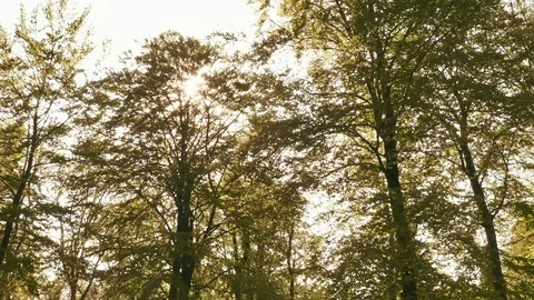 Tilted Shot of Trees in the Forest with Sun Hiding Tall Branches Video stock 115445073