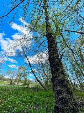 A tilted tree with an overgrown trunk against a bright blue sky in a green Stock Photos